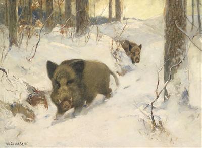 Wild Boar in a Winter Woodland
