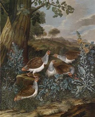 Guinea fowl in a wide landscape