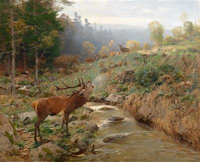 Herd of red deer in a forest glade