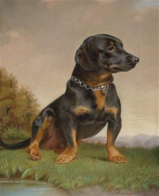 A Dachshund
