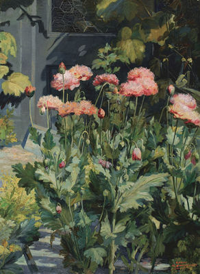 PAPAVERS - PAVOTS