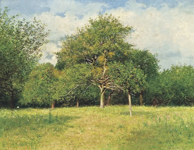 VIEUX POMMIERS CHARGÉS DE GUI