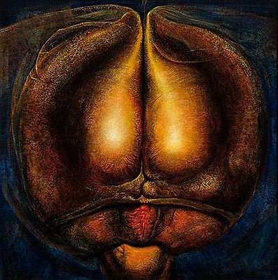 Carapace extérieure (1962)
