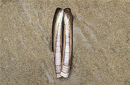 Vaine symétrie (2000)