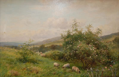 Sheep Grazing