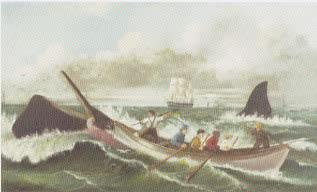 Harpooning a Serm Whale
