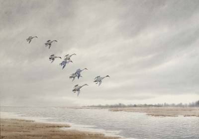 Eight pintails coming into a marsh