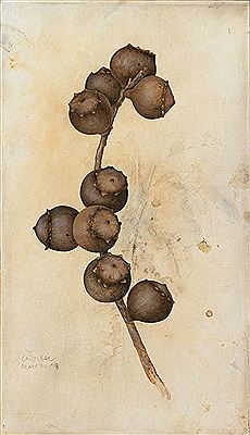 Agallas de roble by Cristobal Olmedo - Auction record, sale price, and art valuation. Compare with similar artists and explore comparable artworks.