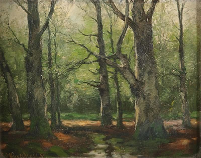 Dichte sommerliche Waldlandschaft