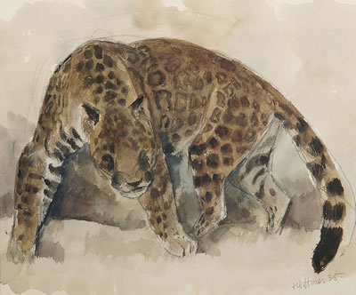 Leopard