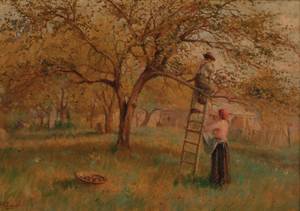 Apple Picking