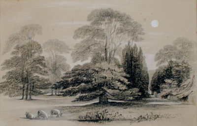PARKLAND WITH GRAZING SHEEP