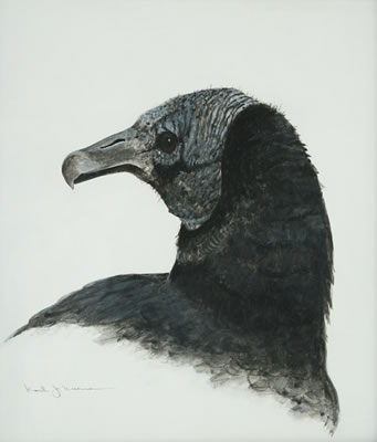 Black Vulture, 1995