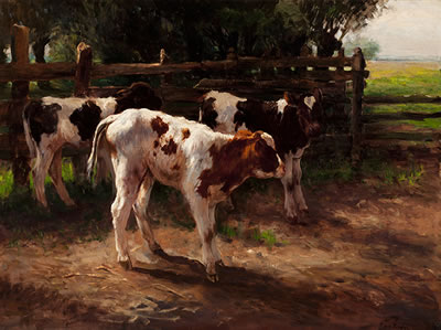 Calves by a fence