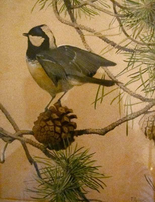 La mésange noire dite aussi charbonnière