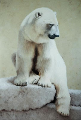 Ours blanc