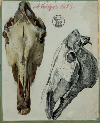 Studienblatt mit zwei Pferdeschädeln. by Max Seliger - Auction record, sale price, and art valuation. Compare with similar artists and explore comparable artworks.