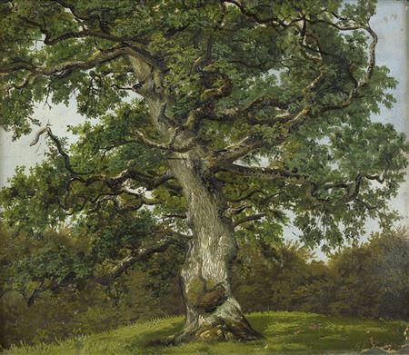 Study of an old oak study an old Eiche