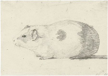 Guinea pig by Raphael Winter - Auction record, sale price, and art valuation. Compare with similar artists and explore comparable artworks.