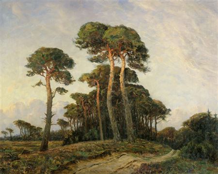 Kieferbäume in Tisvelde Hegn in Nordseeland in Dänemark.
