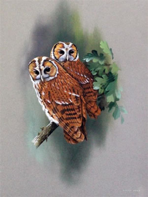 Young tawny owls by Bryan Reed - Auction record, sale price, and art valuation. Compare with similar artists and explore comparable artworks.