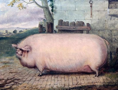 Study of a sow