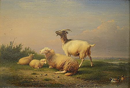 SHEEP AND GOAT IN PASTURE