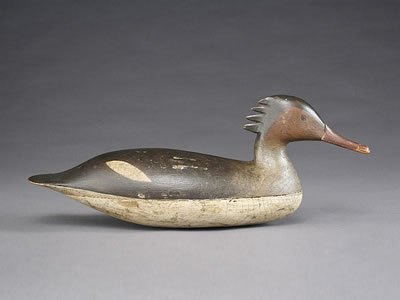 Exceptional merganser hen