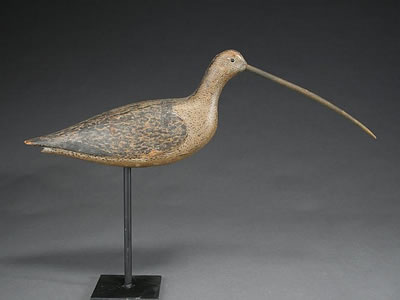 Very rare long billed curlew