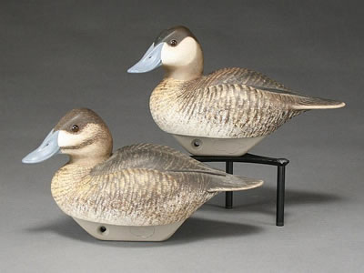 Very rare rigmate pair of ruddy ducks
