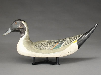 Important pintail drake with upswept tail