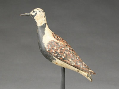 Exceptional and very rare ruddy turnstone