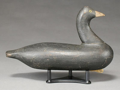 Extremely rare coot