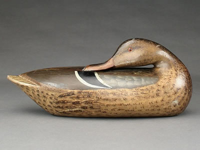 Outstanding hollow mallard hen in a sleeping pose