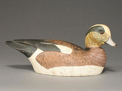 Rare widgeon drake