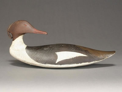 Very rare merganser hen