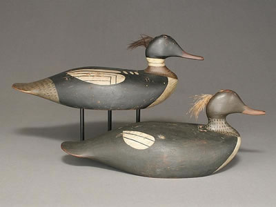 Excellent pair of red breasted mergansers