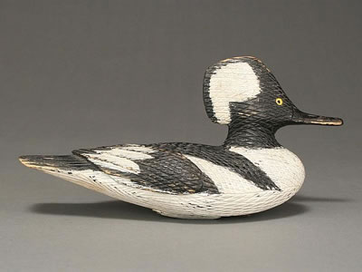 Important hooded merganser drake