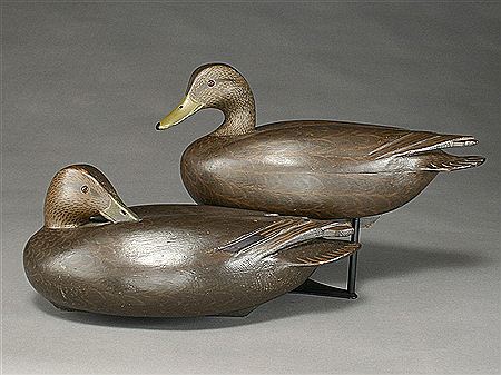 Rare rigmate pair of blackducks