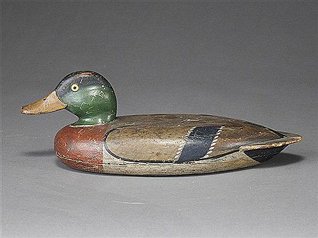 Rare mallard drake
