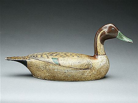 Very rare high head pintail drake