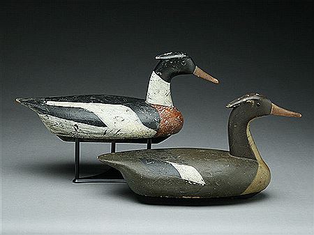 Very rare rigmate pair of mergansers