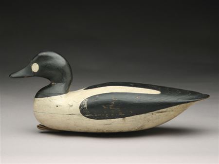 Rare goldeneye drake
