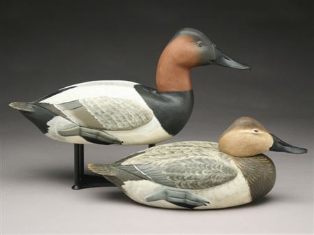 Pair of canvasbacks