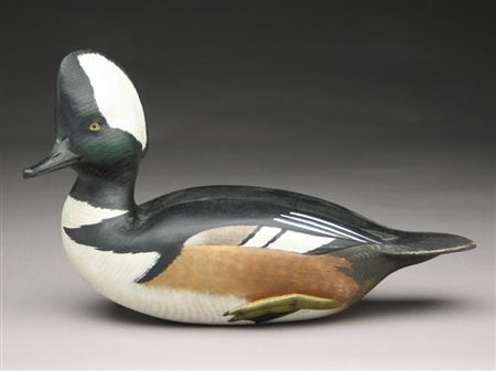 Very rare hooded merganser drake