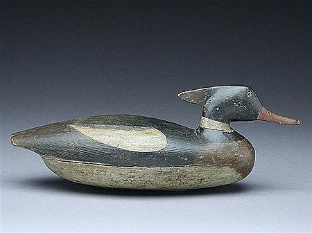 Important merganser drake