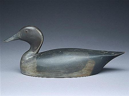 Very rare pintail drake