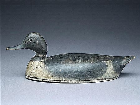 Pintail drake