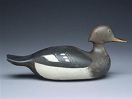 Rare hooded merganser hen