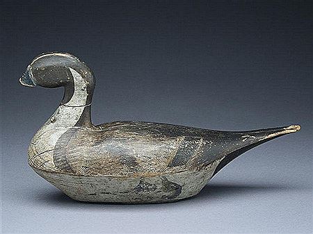 Very rare pintail drake